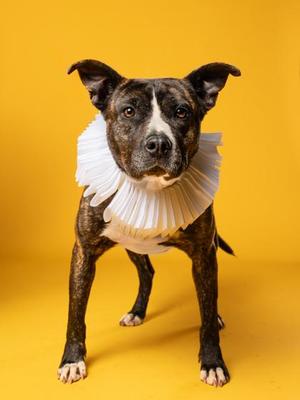 A dog wearing a white ruffled collar, standing on a yellow background.
