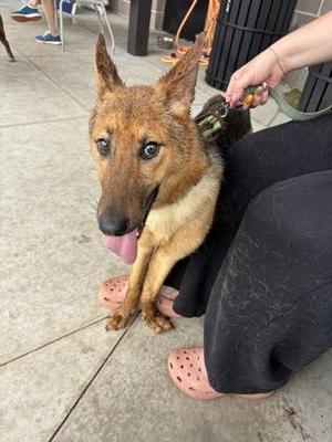 Adina, Mixed Breed, adult, available for adoption