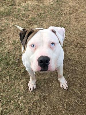 A white dog with brown patches and blue eyes standing on grass, looking up at the camera.