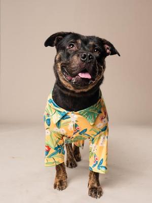 A brindle dog wearing a yellow, short-sleeved, floral Hawaiian-style shirt stands against a neutral background.