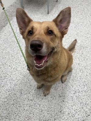 Amy, Mixed Breed, adult, available for adoption