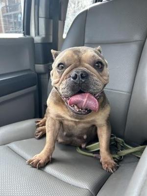 A happy French bulldog sitting on a car seat with its tongue out.