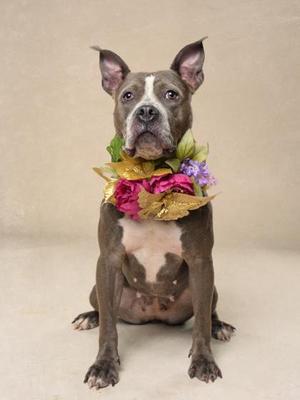 A brown and white dog sitting on a beige background, wearing a colorful floral collar.