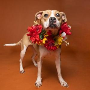 A dog wearing a colorful flower garland
