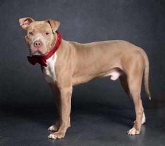 Apalachio, Mixed Breed, adult, available for adoption