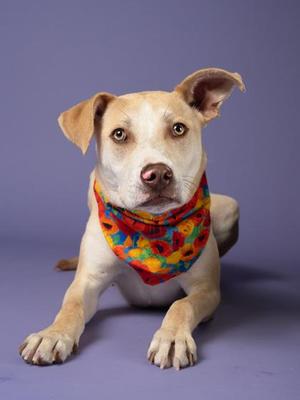 A light-colored dog with a colorful bandana, sitting on a purple background.
