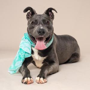 A black and white dog with a blue bandana lying down