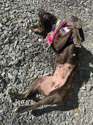 Amy, Shepherd / Mixed Breed, adult, available for adoption