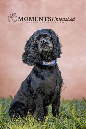 Woody, Cocker Spaniel, adult, available for adoption