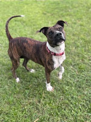 A brindle and white dog with a red collar standing on grass, looking up with its ears perked and tail curved upwards.
