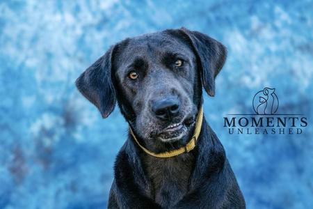 Midge, Labrador Retriever / Weimaraner, adult, available for adoption