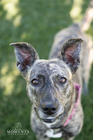 A close-up of a brindle-colored dog with large, pointed ears and expressive eyes, wearing a pink collar. The dog is looking directly at the camera with a curious expression, set against a blurred green background.