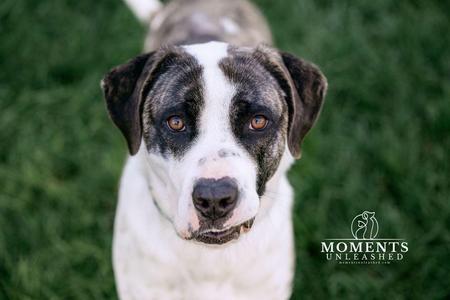 Annabelle, Catahoula Leopard Dog / Terrier, adult, available for adoption