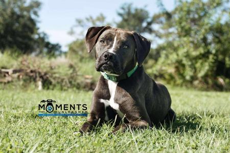August, Boxer / Terrier, adult, available for adoption