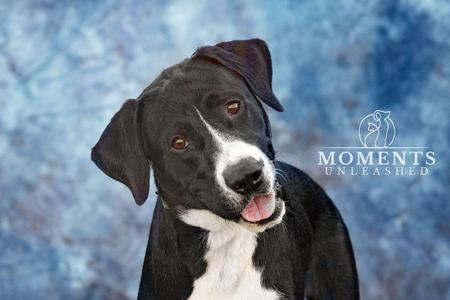 Norman, Retriever, young, available for adoption
