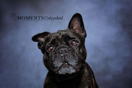 Aerosmith, French Bulldog, adult, available for adoption