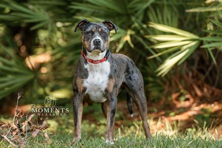 Ruben, American Staffordshire Terrier, young, available for adoption