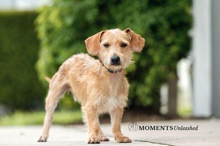Kip, Dachshund, adult, available for adoption