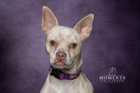A white dog with large ears and a purple collar, sitting against a purple background.