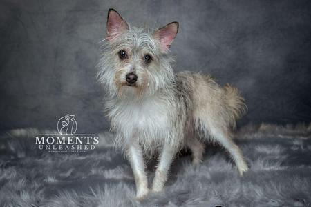 A small, fluffy dog with a scruffy coat stands on a gray, textured surface. The dog has pointed ears, dark eyes, and a black nose. The background is a dark gray, and there is a logo in the bottom left corner that reads "Moments Unleashed."