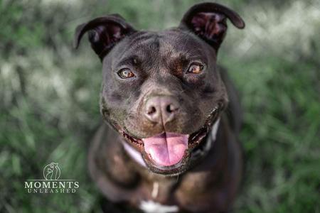A close-up of a happy black dog with its tongue out, looking up at the camera.