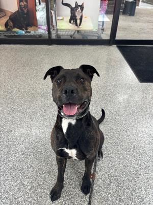 Tarzan, Mix - Unspecified, adult, available for adoption
