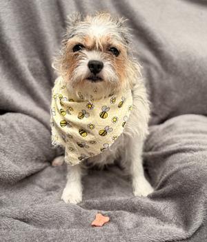 A small dog wearing a bandana with bee patterns, sitting on a gray blanket.