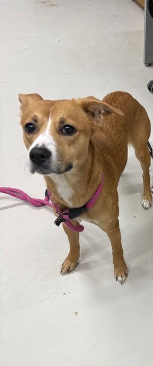 Mocha, Mix - Unspecified, adult, available for adoption