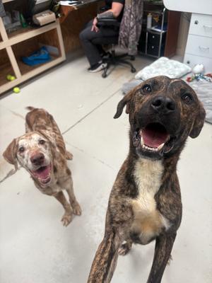 Chance, Pit Bull Terrier/Shepherd, adult, available for adoption