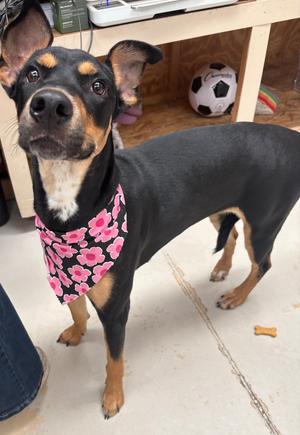 Drew Barrymore, Mix - Unspecified, adult, available for adoption