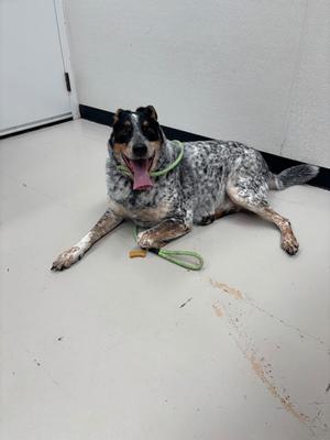 A black and white spotted dog lying on a white floor with a green leash around its neck.