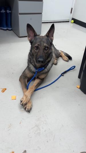 Britt, German Shepherd, adult, available for adoption