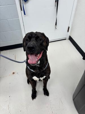Bubby, Mix - Unspecified/Mastiff, adult, available for adoption