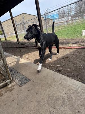 A black dog with white paws standing on a concrete surface in an outdoor enclosure.