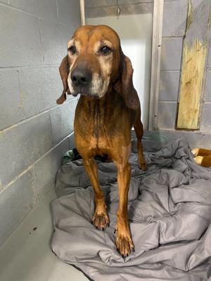 Granny, Hound, senior, available for adoption