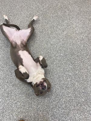 A grey and white pit bull dog is lying on its back on a speckled grey carpet, with its paws in the air.