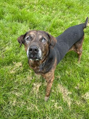 Bear, Mix - Unspecified, senior, available for adoption