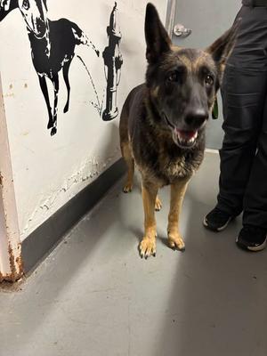 Greta, German Shepherd, senior, available for adoption