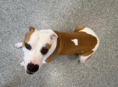 Huck, Pit Bull Terrier, adult, available for adoption