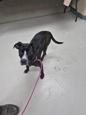 A black dog with white markings on its face and chest, is standing on a white surface and looking up at the camera. The dog is on a pink leash. 