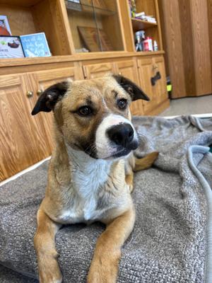 Abby, Mix - Unspecified, adult, available for adoption