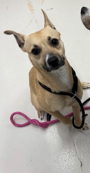 Matcha, Mix - Unspecified, adult, available for adoption