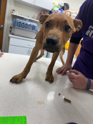 Aramis, Mix - Unspecified, puppy, available for adoption