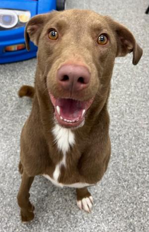 Klinger, Labrador Retriever/Border Collie, adult, available for adoption