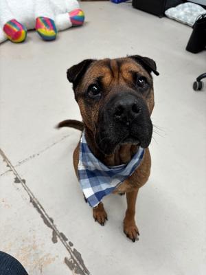 Harley, Shar Pei/Mix - Unspecified, senior, available for adoption