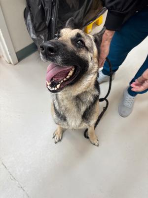 Inga, German Shepherd, adult, available for adoption