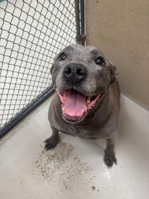 Asteria, Mix - Unspecified, senior, available for adoption