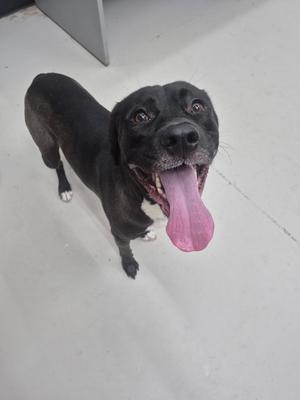 A black dog with a pink tongue sticking out, looking up at the camera.