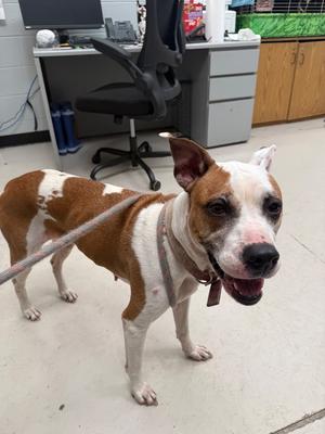 Elsa, Mix - Unspecified, adult, available for adoption