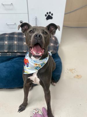 Tobert, Pit Bull Terrier/Mix - Unspecified, adult, available for adoption